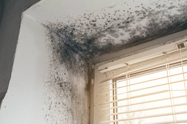 Affordable Mold Cleanup solutions in Lake Ann, MI